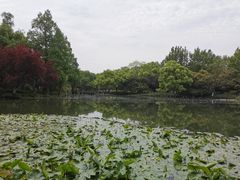 -湖畔居茶楼(湖滨店)