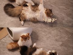 -More Fun猫咖 二十只万元加菲主题