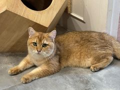 -楼上猫咖(罗湖店)