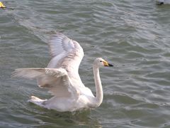 -烟墩角天鹅湖