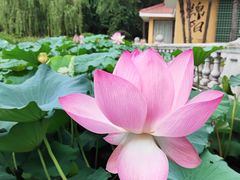 -绵阳人民公园(涪城区)