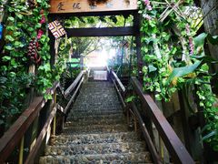 -西双版纳原始森林公园
