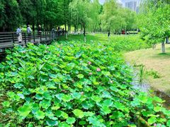 -沐仙湖湿地公园