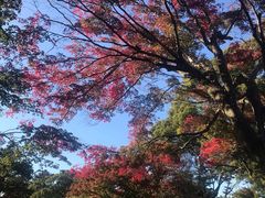 -名古屋城