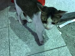 -濠轩阁特色生蚝火锅(水湾路店)