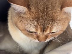 -瑞派福兴宠物医院犬猫全科·骨科·中西医结合(河东店)