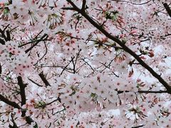 -高东镇樱花园