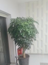 -魔型社烫染店