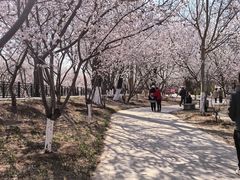 -桃花堤公园