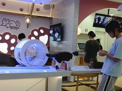 -喵园·猫主题咖啡厅·撸猫·猫咖(国贸店)