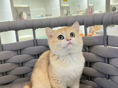 -lincat·猫舍(广州店)