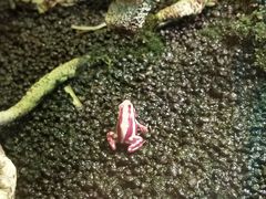 -上海大自然野生昆虫馆(东方明珠·爬宠昆虫探索中心)