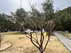-北京市劳动人民文化宫(太庙)
