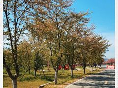 -天王浮山樱花园