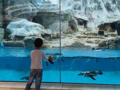 -帝企鹅自助餐厅•儿童岛•真企鹅(长隆企鹅酒店)