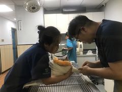 -瑞派紫金宠物医院24小时·骨科·中兽医·重症转诊中心(番禺大石院)