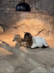 -Zoolung Zoolung动物主题公园(海信广场店)