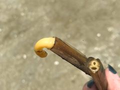 -红树林天天赶海