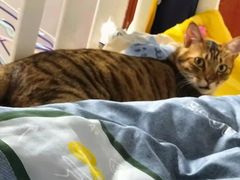 -博特宠物医院24h犬猫全科.骨科·异宠
