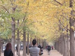 -三里屯东五街银杏大道