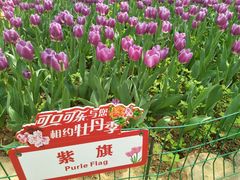 -洛阳郁金香牡丹园