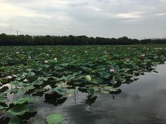 -荷塘月色湿地公园·向阳花洲