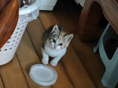 -动物缘宠物医院·骨科·猫科(西二环店)