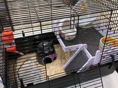 -钓仓鼠(洋桥北里小区店)