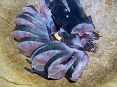 -渔珺石锅鱼·云南菜(天泽街店)