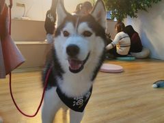 -Husky Go! 哈士奇体验馆·宠物咖啡厅狗咖