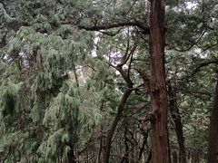 -七曲山风景区