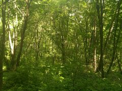 -吊水壶国家森林公园