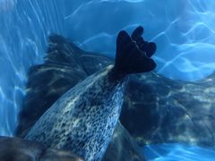 -上海海洋水族馆