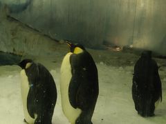 -帝企鹅自助餐厅•儿童岛•真企鹅(长隆企鹅酒店)