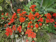 -深圳仙湖植物园