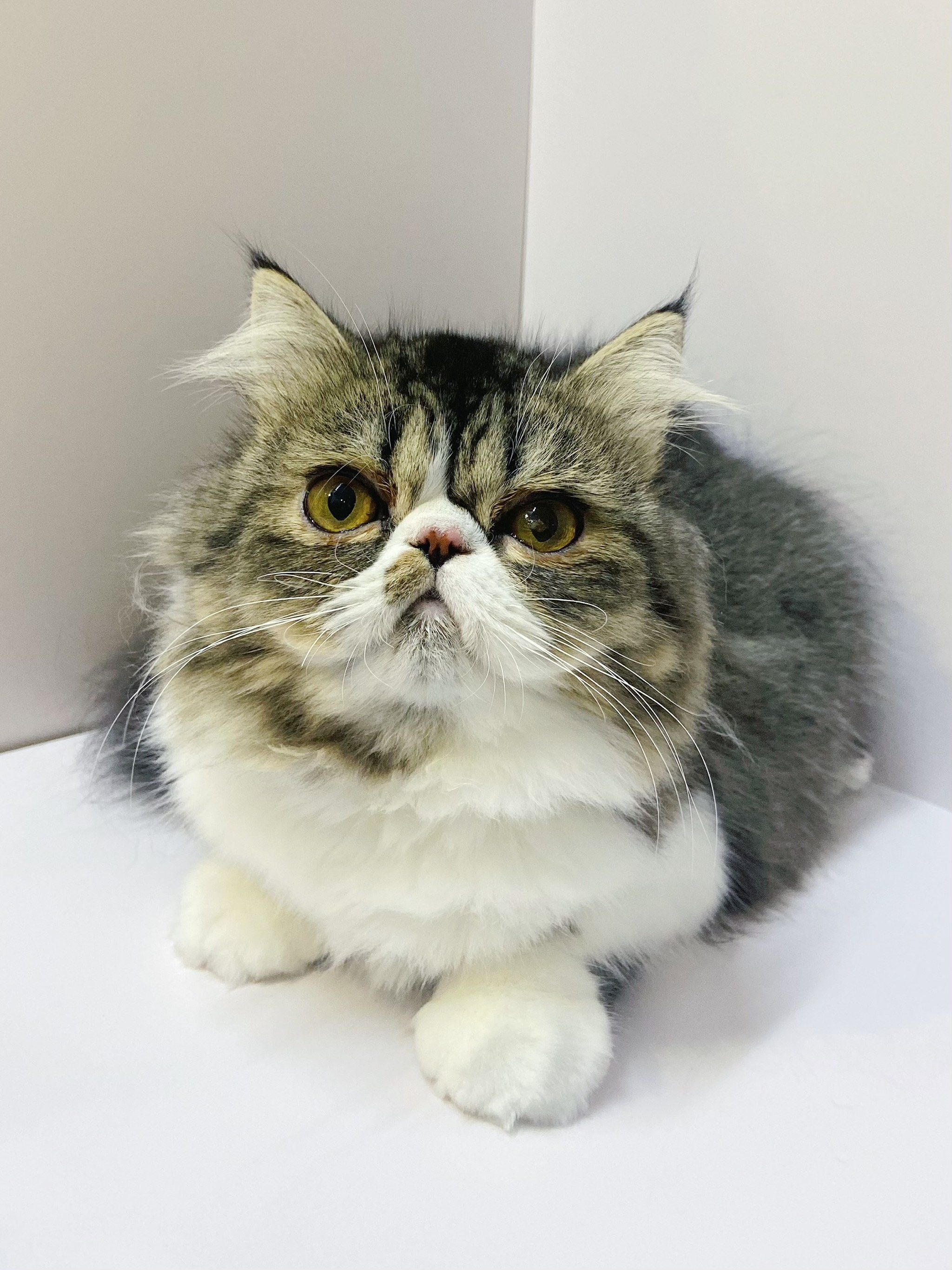加菲猪 198带走