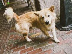 -文昌鸡饭店110号(中山路店)