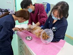 -北京观赏动物医院·24小时大型综合·猫专科·异宠专科