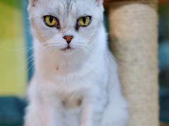 -more than meow吴止猫主题餐厅(承德 中船汇店)