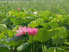 -西青郊野公园