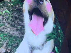 -Strawberry Butterfly草莓蝴蝶日式水果挞