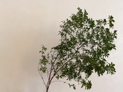 -恒悦轩·粤菜(上海展览中心店)
