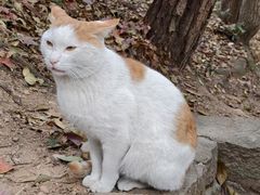 -灵顺寺