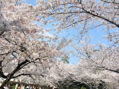 -武汉大学-樱园