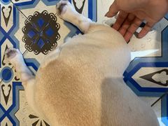 -more than meow吴止猫主题餐厅(承德 中船汇店)