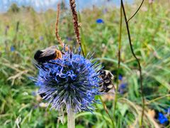 -白草畔自然风景区
