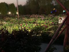 -曹州牡丹园