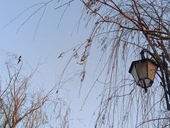 -天津东丽湖风景区