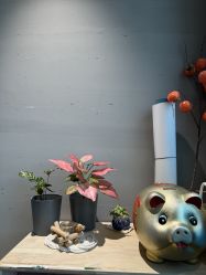 -卡莫瑜伽·普拉提