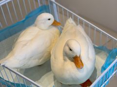 -怪兽屋·羊驼·猫咖·狗咖(俊华广场店)